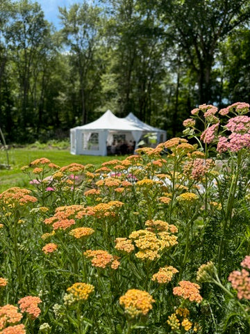 U-Pick Flower Session